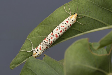 斑蛾印度马哈拉施特拉邦隆兰白蛉科图片