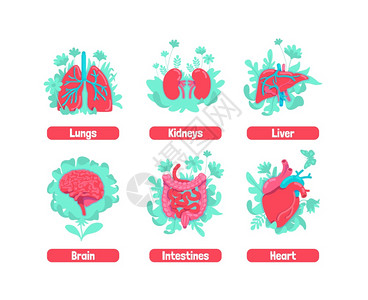消化道大脑和心脏肾肝身体健康比喻的补救方法人体器官2d卡通物体健康内部解剖系统平板概念矢量插图身体健康比喻图片