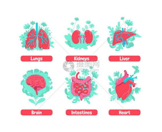 消化道大脑和心脏肾肝身体健康比喻的补救方法人体器官2d卡通物体健康内部解剖系统平板概念矢量插图身体健康比喻图片