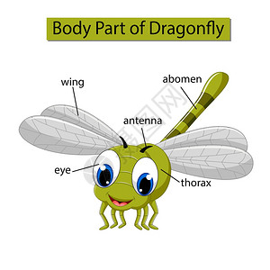 标记蜻蜓身体各部分的示意图高清图片