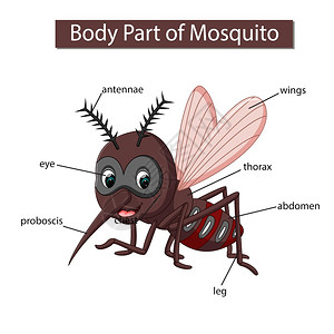 标记蚊子身体各部分的示意图图片
