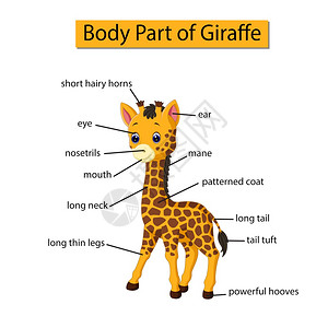显示长颈鹿身体部分的图表图片