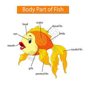 显示金鱼身体部分的图表图片