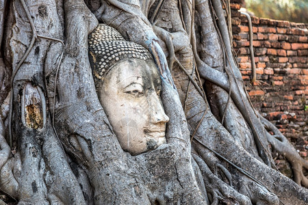树根的布丁雕像之首夏日的寺庙泰兰图片