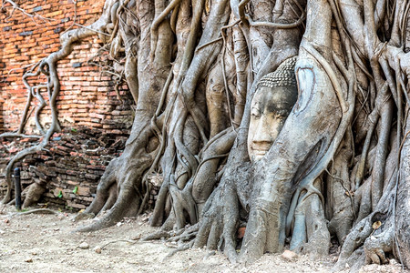 树根的布丁雕像之首夏日的寺庙泰兰图片
