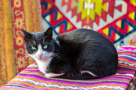 在伊斯坦堡的手工地毯上用猫做在美丽的夏日中用火鸡做图片