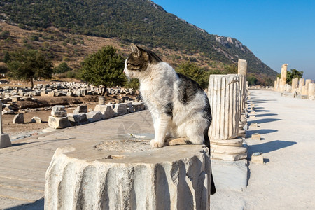 古城埃菲苏斯的废墟上猫古希腊城火鸡在一个美丽的夏日图片