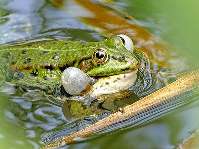 池塘青蛙池塘中的普通水青蛙炸开脸颊背景