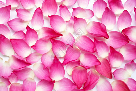 白色背景上的粉红莲花瓣顶视图图片