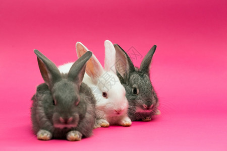 粉红背景的三只小白兔子图片