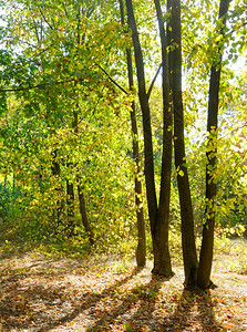 公园的黄金秋天场景落叶阳光照耀着树木和蓝天空图片