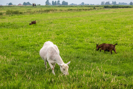 牧草上白山羊在霍兰的绿草上图片
