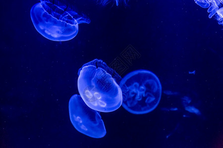 水母在深蓝中游泳图片