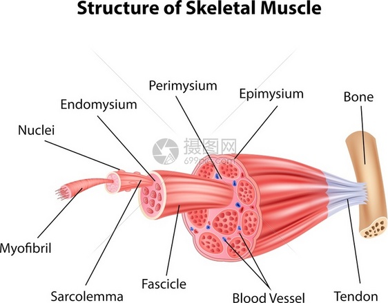骨骼肌肉解剖图图片
