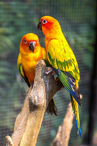 夏日在Bangko的狩猎世界动物园的多彩鹦鹉图片