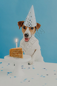 室内小狗的照片庆祝一岁生日戴花帽要去吃节日美食蛋糕孤立在蓝背景家畜宠物节日与庆祝概念图片