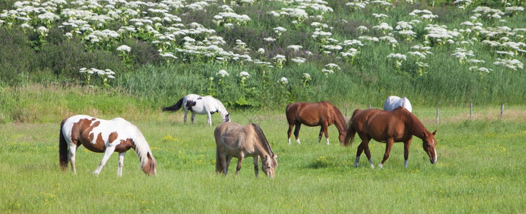 棕色和白马匹在草的夏原上放牧图片