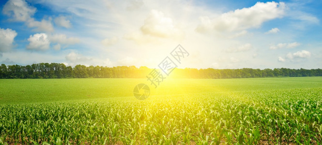 有玉米的绿地蓝色云天地平线上的日出宽广照片背景图片