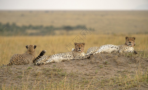 非洲Kenya3只猎豹CincoyxJubatsMimr预备队图片