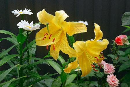 阴暗背景的黄色百合花夏日园阳光明媚的一天图片