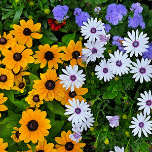 美丽的花卉背景夏天园的黄色花草和蓝色的菊花从上面看图片