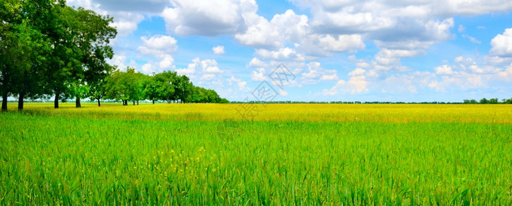 小麦田和乡村风景宽幅照片图片