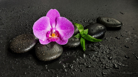 含有黑色巴萨按摩石粉红兰花和绿叶黑色底有水滴的黑色SPA概念背景图片