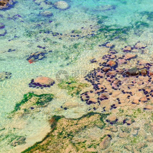 海底沙滩上的热带海胆珊瑚礁生命海岸危险从上方观察图片