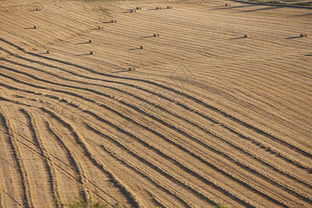 玉米田的抽象稻芽草丛长的太阳落日阴影笼罩着法兰西以北的边图片