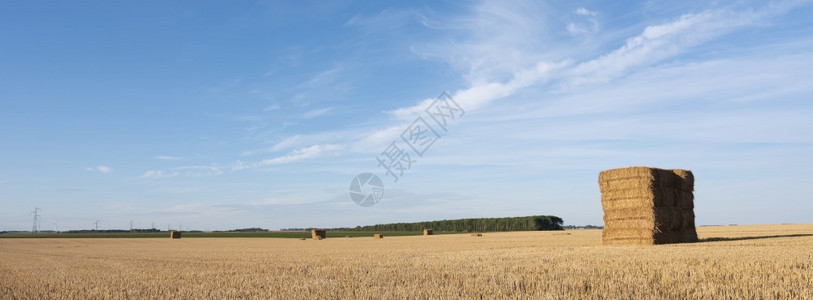 日落时在法兰西以北带草粒的玉米田图片