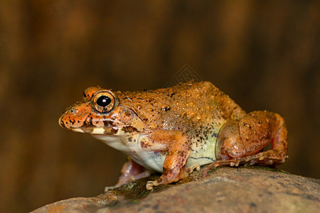 板球青蛙在岩石上fejrvayspunemahrstind图片