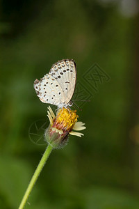 花朵上的小青草蝴蝶ZiznaOtspanmthyprdeshInia图片