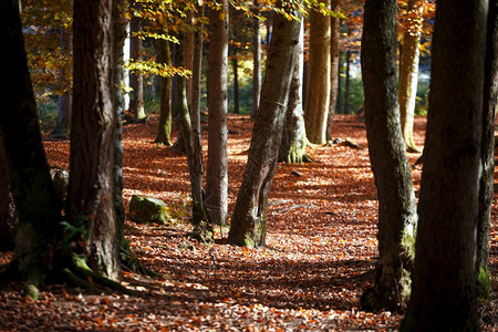 美丽的秋天森林阳光透过松树和山坡照耀明亮的高清图片素材