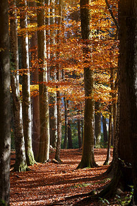 美丽的秋天森林阳光透过松树和山坡照耀景观高清图片素材
