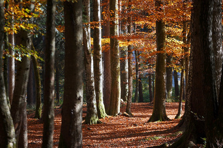 美丽的秋天森林阳光透过松树和山坡照耀木材高清图片素材