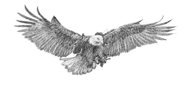 白背景插图上的头鹰俯视攻击手画图纸图片