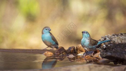 在非洲南部的Kruge公园水塘饮用两只蓝胸索罗门布勒非洲南部的Estrildae的Spciuraginthusagolesi家庭图片