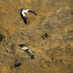 黄腹山雀莫桑比克观察高清图片