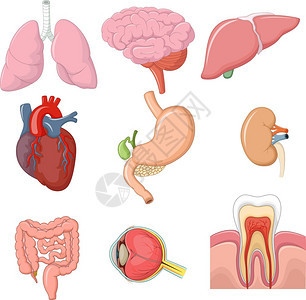 内器官解剖学插图图片
