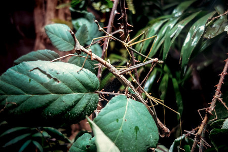 在热带森林的树枝上粘上一种昆虫phasmatodea热带森林竹节虫背景图片