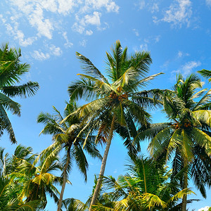 椰子树海滩棕榈椰子树蓝天空美丽的热带背景背景