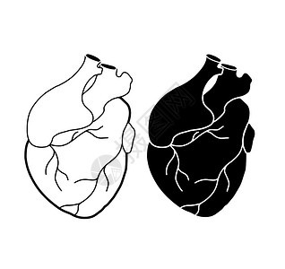 带动脉和血管的符合现实心脏组医学图片黑色的光影和轮廓图画对象与背景分开您的创造力矢量元素该对象与背景分开矢量元素图片
