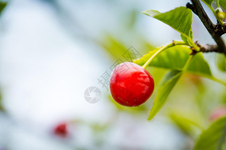 花园树枝上的红樱桃莓熟图片