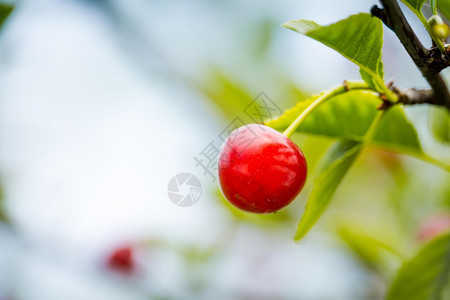 花园树枝上的红樱桃莓熟背景图片