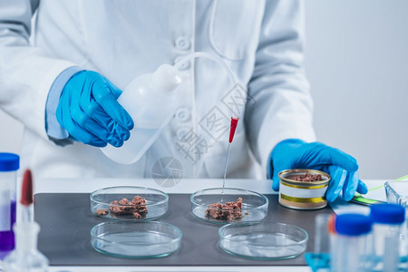 微生物学家为实验室质量控制测试准备罐装宠物食品样本用于实验室质量控制测试图片
