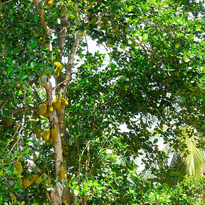 果实成熟的树热带花园图片