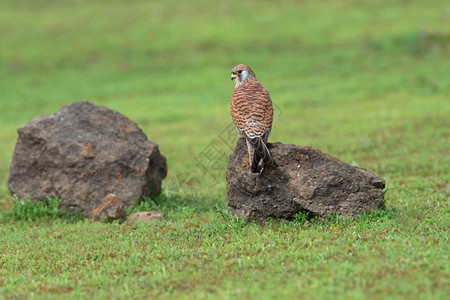 小隼falconaumannilonavala浦那马哈拉施特拉邦印度图片