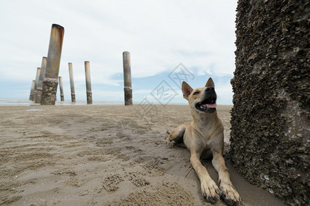家养狗在沙滩上放松和休息图片