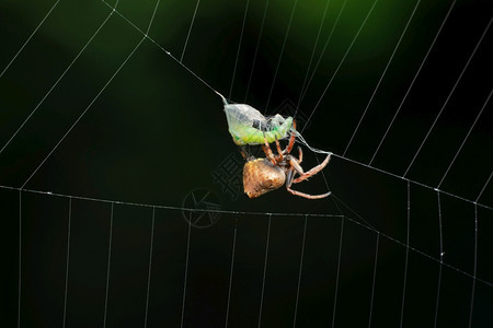 在喂食时织蜘蛛的横向微小或半毛蜘蛛图片