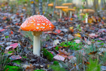 秋天森林里的蘑菇近视图片